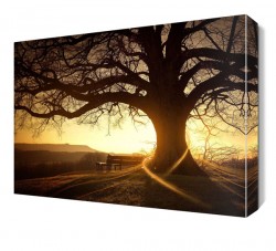 Büyük Ağaç Manzarası Canvas Tablo
