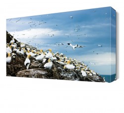Martılar Canvas Tablo