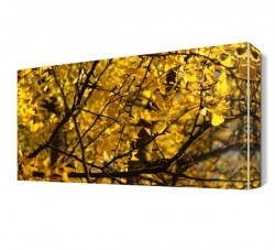 Sarı Ağaç Yaprakları Canvas Tablo (1)