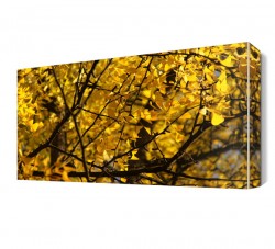 Sarı Ağaç Yaprakları Canvas Tablo