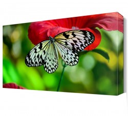 Gülün Üzerinde Kelebek Canvas Tablo