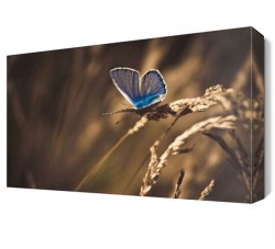 Mavi Kelebek Canvas Tablo