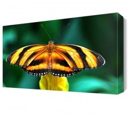 Sarı ve Siyah Kelebek Canvas Tablo (1)