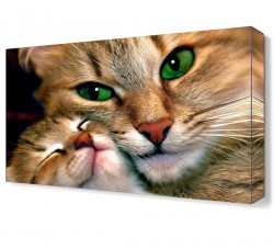 Anne Kedi ve Yavrusu Canvas Tablo