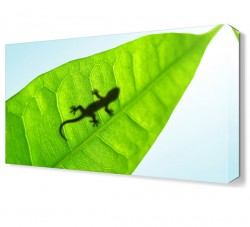 Kertenkele Canvas Tablo