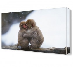 Sevimli Maymunlar Canvas Tablo (1)