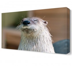 Sevimli Hayvan Canvas Tablo