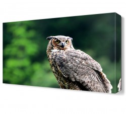 Baykuş Canvas Tablo