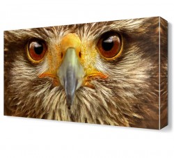 Şahin Gözleri Canvas Tablo