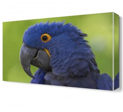 Mavi Papağan Canvas Tablo