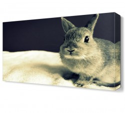 Tavşan Canvas Tablo