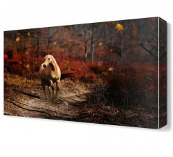 Ormanda Gezen At Canvas Tablo (1)