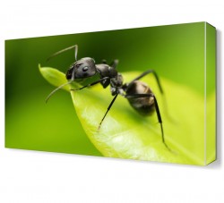 Karınca Canvas Tablo
