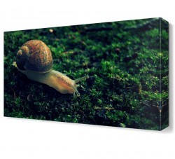 Salyangoz Canvas Tablo (1)