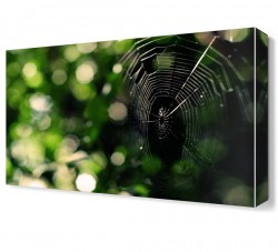 Örümcek Ağı Canvas Tablo (1)