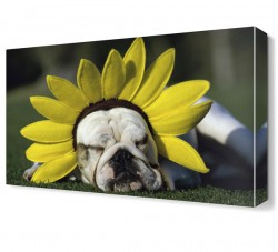 Sevimli Köpek Canvas Tablo