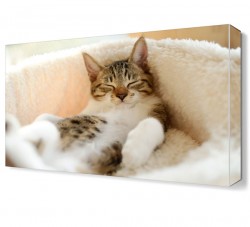 Uyuyan Kedi Canvas Tablo