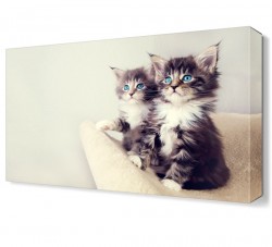 Mavi Gözlü Kediler Canvas Tablo