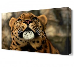 Yavru Aslan Canvas Tablo