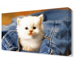 Beyaz Yavru Kedi Canvas Tablo