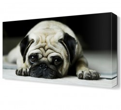 Yavru Köpek Canvas Tablo (1)