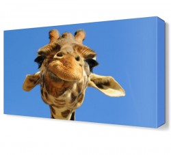 Zürafa Yüzü Canvas Tablo