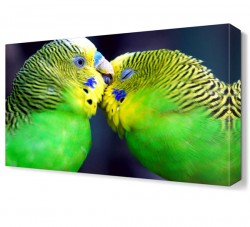 Muhabbet Kuşları Canvas Tablo