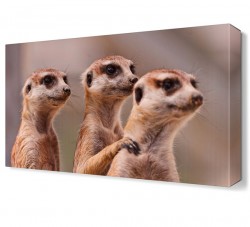 Sevimli Hayvanlar Canvas Tablo