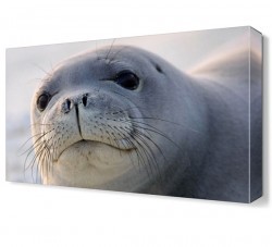 Beyaz Fok Canvas Tablo (1)