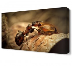 Karınca ve Su Canvas Tablo