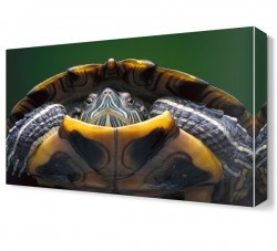 Kaplumbağa Canvas Tablo (1)