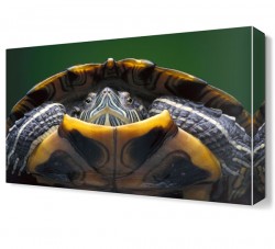 Kaplumbağa Canvas Tablo