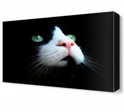 Yeşil Gözlü Kedi Canvas Tablo