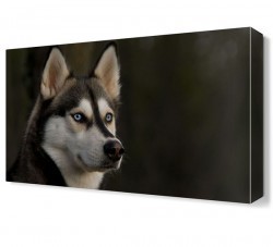 Sibirya Kurdu Canvas Tablo (1)