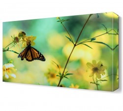Kelebek Canvas Tablo (1)