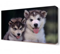 Yavru Köpekler Canvas Tablo