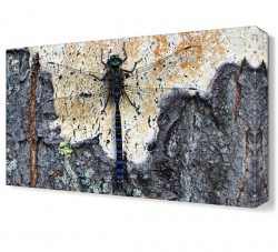 Helikopter Böceği Canvas Tablo (1)