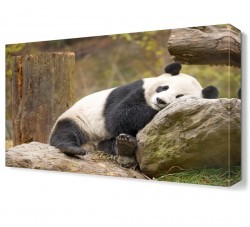 Panda Canvas Tablo (1)