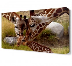 Zürafa Ailesi2 Canvas Tablo