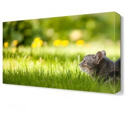 Çimenlikte Kedi Canvas Tablo (1)