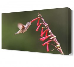 Serçe2 Canvas Tablo (1)