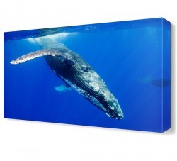 Sevimli Deniz Hayvanı Canvas Tablo (1)