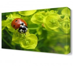 Uğur Böceği Canvas Tablo (1)