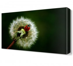 Uğur Böceği2 Canvas Tablo