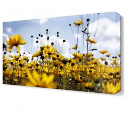 Sarı Papatyalar Canvas Tablo