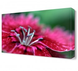 Pembe Gölgeli Çiçek Canvas Tablo