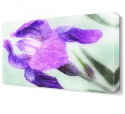 Mor Gelincik Canvas Tablo