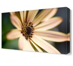 Papatya Yaprakları Canvas Tablo (1)