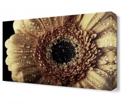 Islak Papatya Canvas Tablo (1)