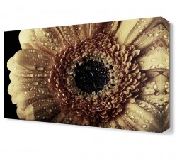 Islak Papatya Canvas Tablo